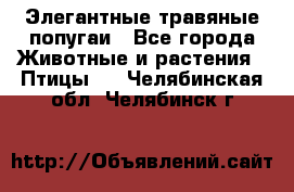 Элегантные травяные попугаи - Все города Животные и растения » Птицы   . Челябинская обл.,Челябинск г.